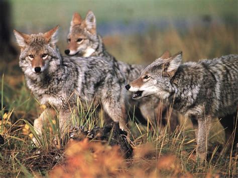 coyotes pack animals